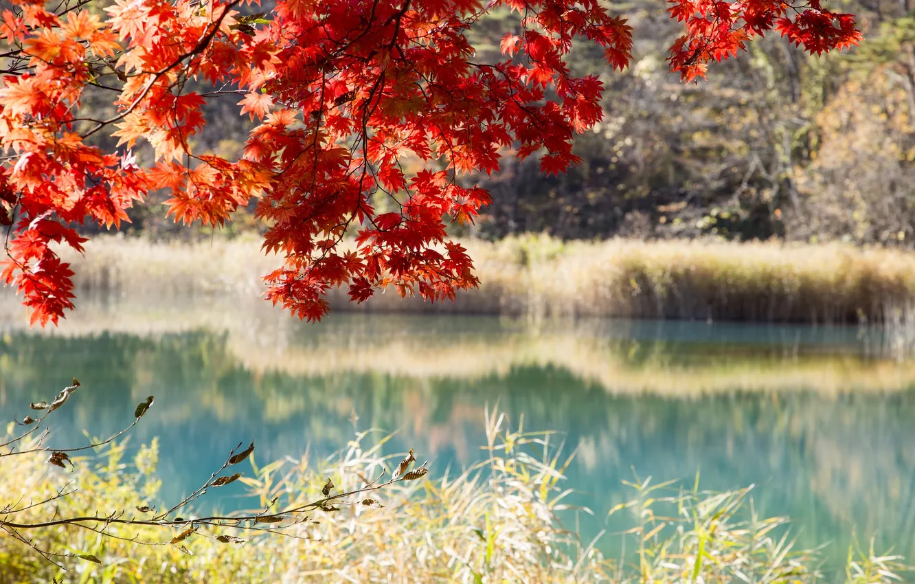 Photo wallpaper autumn, forest, leaves, trees, lake, pond, the crimson