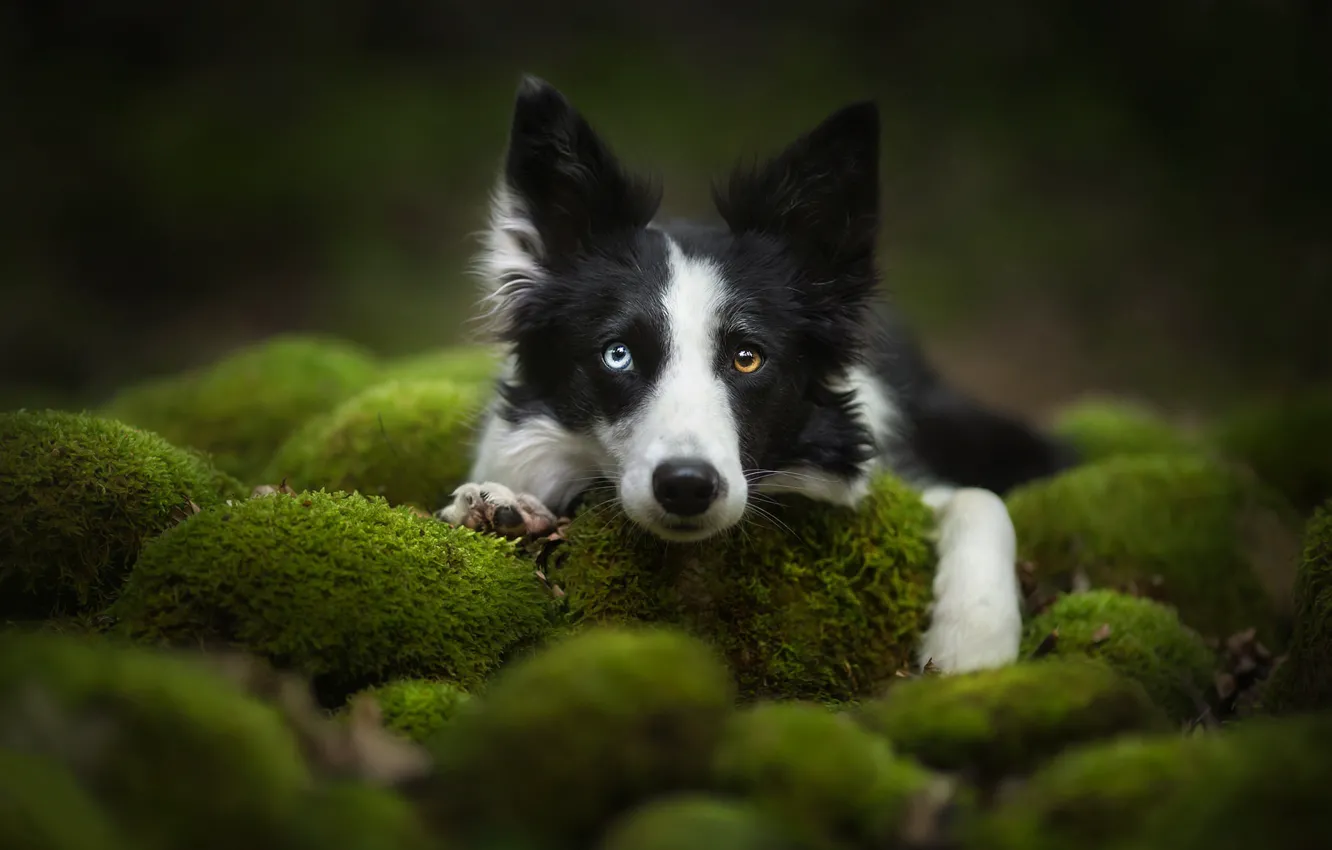 Photo wallpaper look, face, moss, dog, The border collie