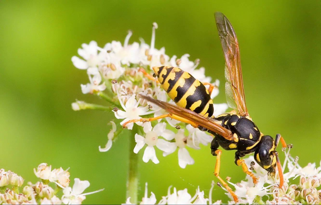 Photo wallpaper greens, flowers, bee