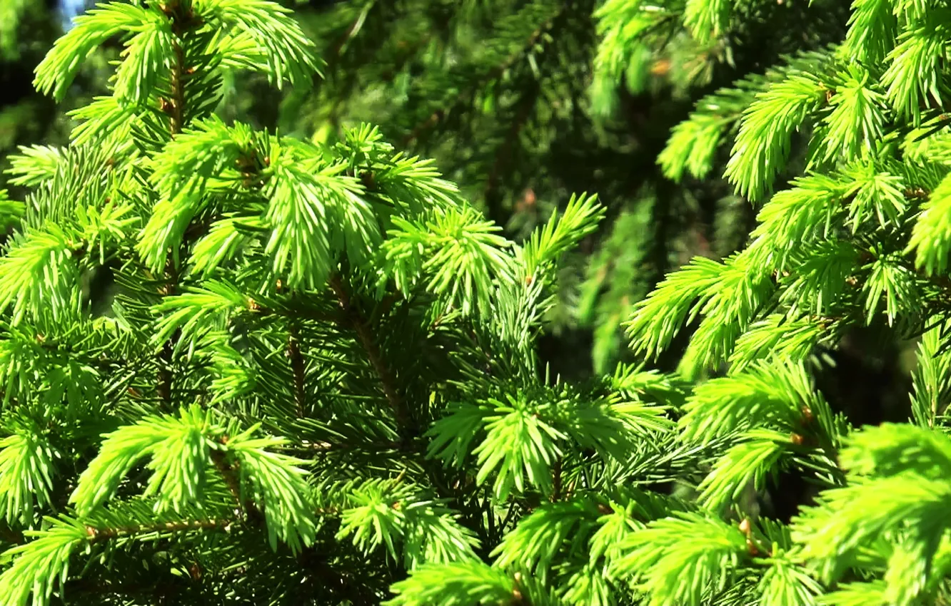 Photo wallpaper greens, summer, texture, Spruce