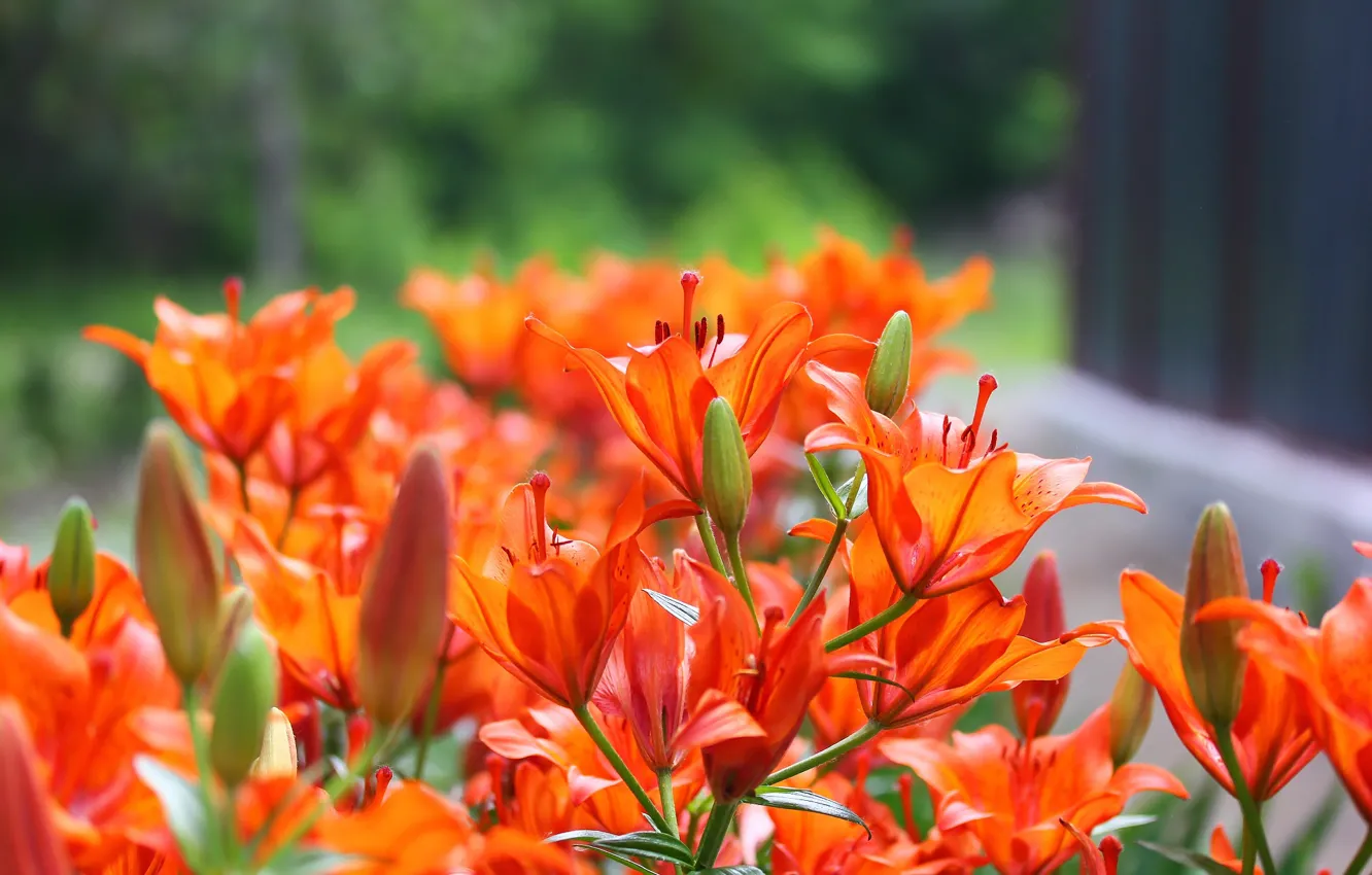 Photo wallpaper flowers, background, Lily
