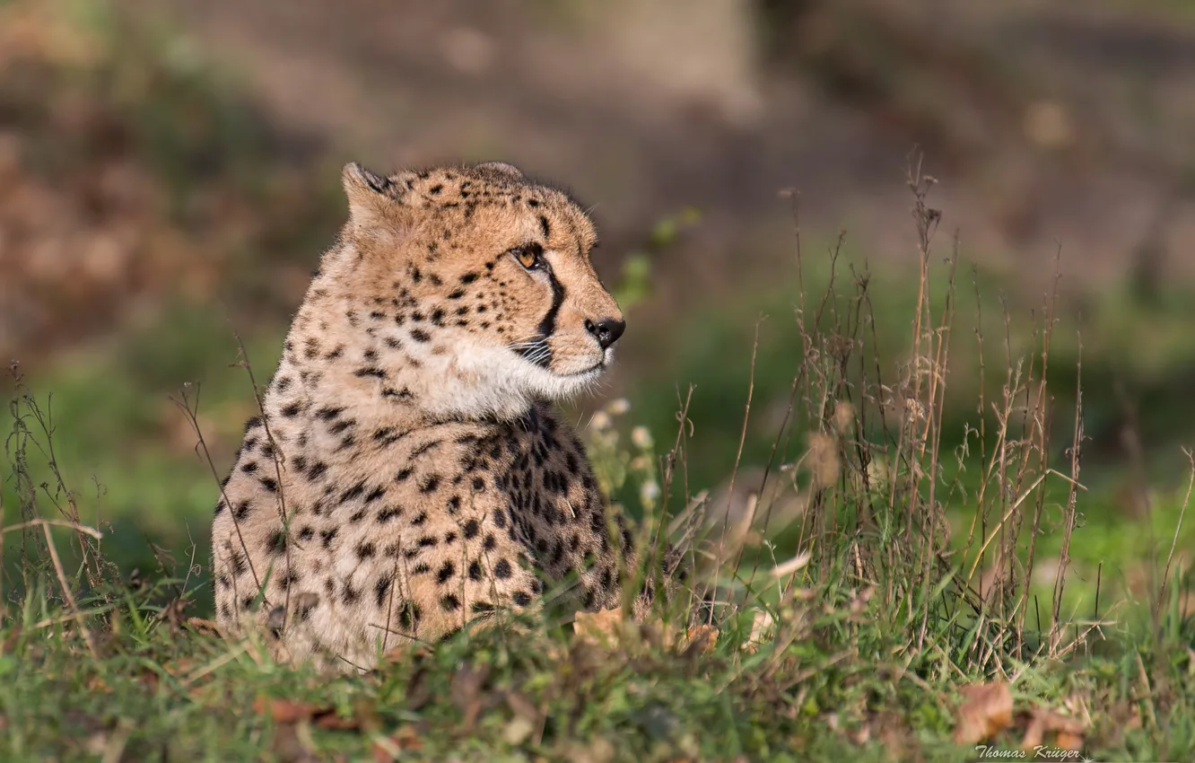 Photo wallpaper grass, portrait, predator, Cheetah, wild cat