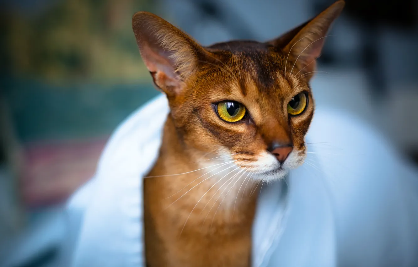 Photo wallpaper cat, eyes, look, towel, Cat, muzzle, ears