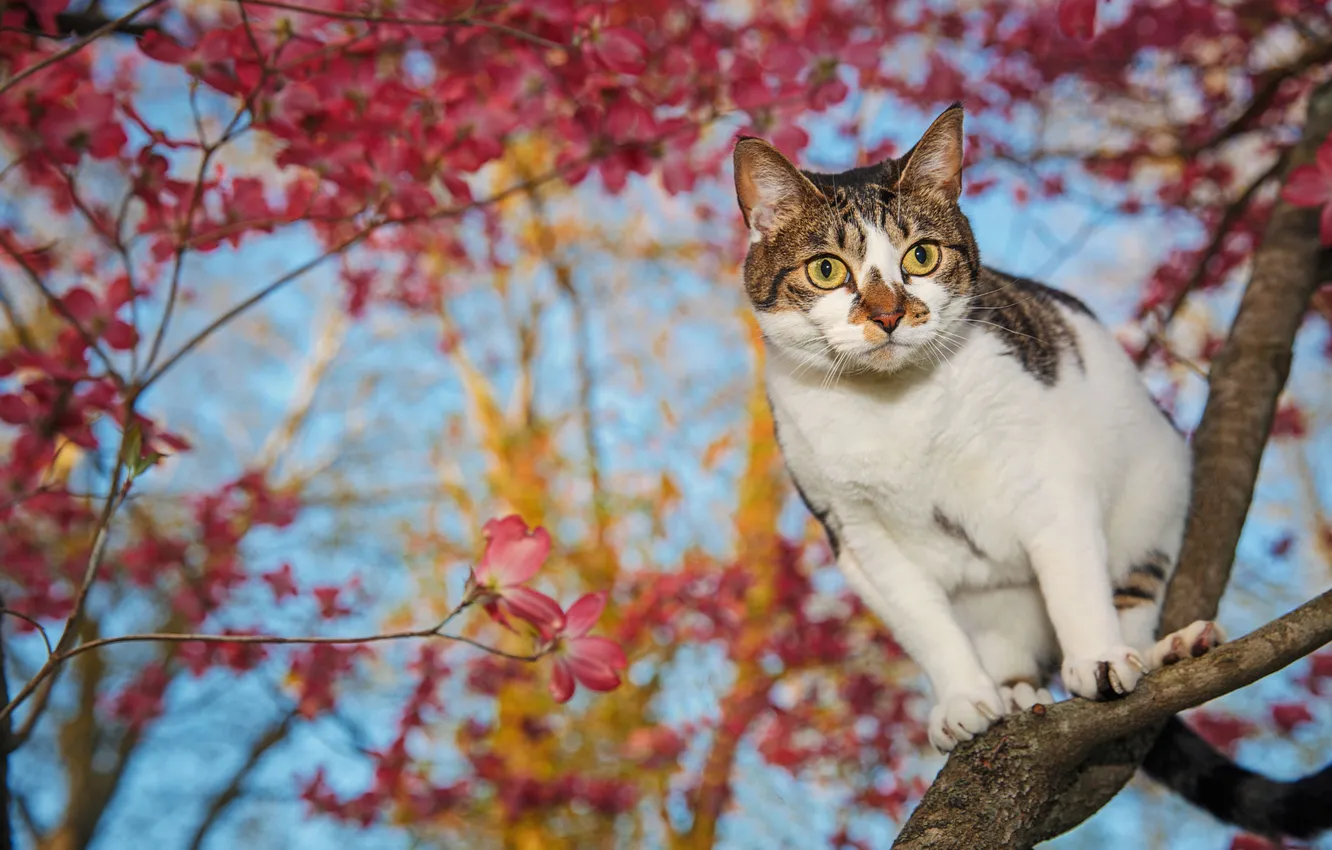 Photo wallpaper cat, look, pose, kitty, face