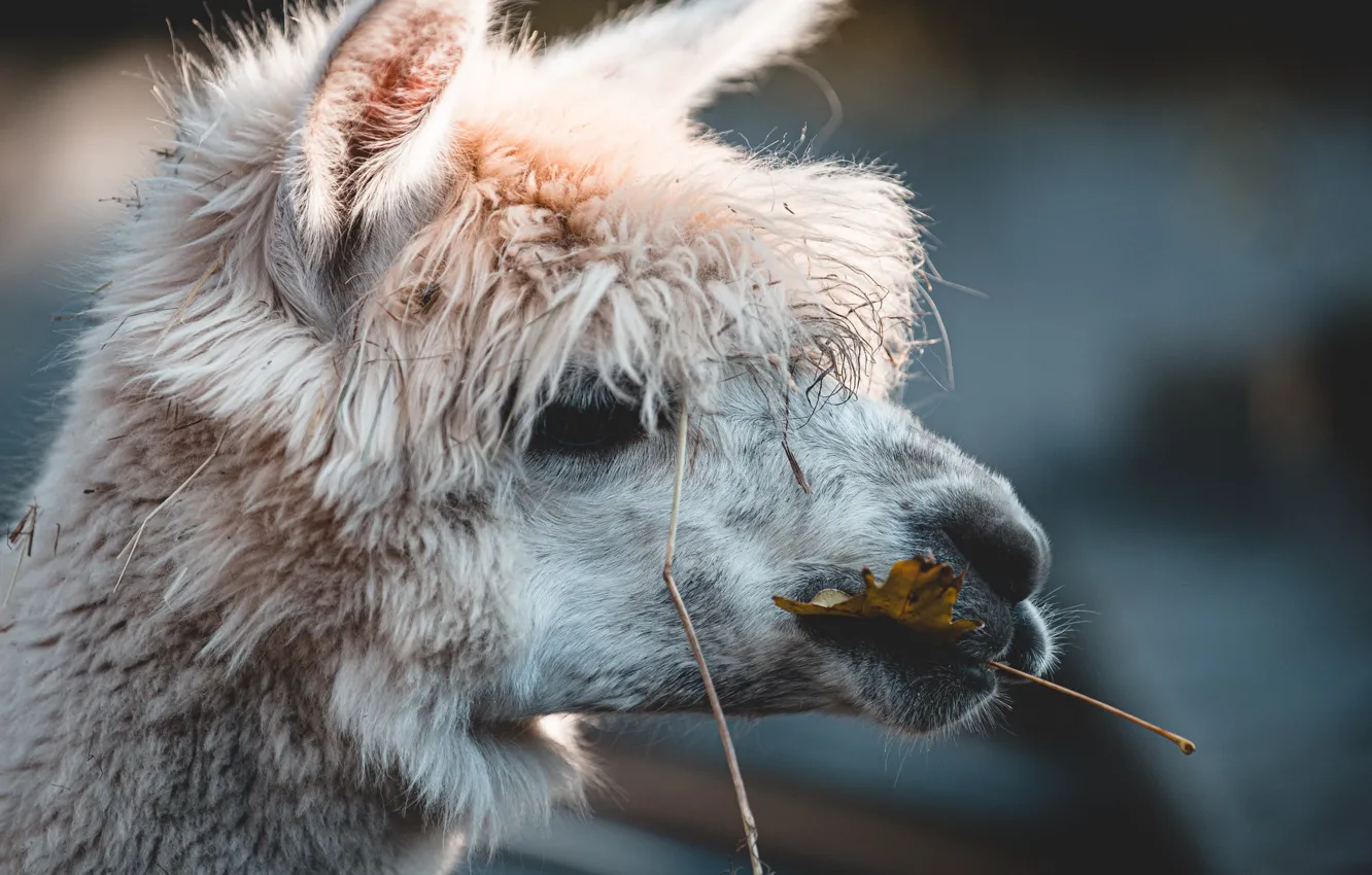 Photo wallpaper leaves, chews, Lama