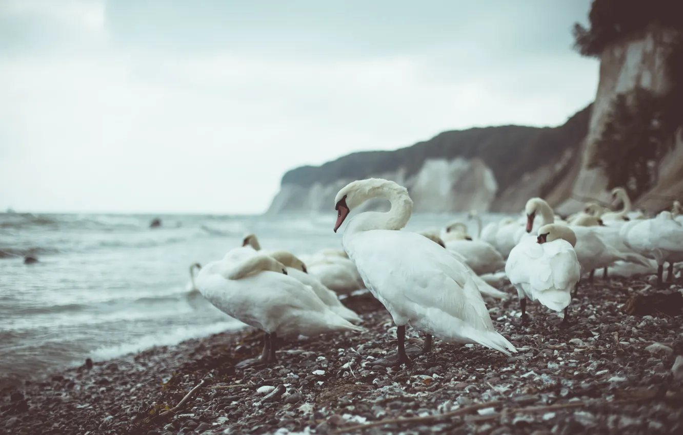 Photo wallpaper sea, nature, swans