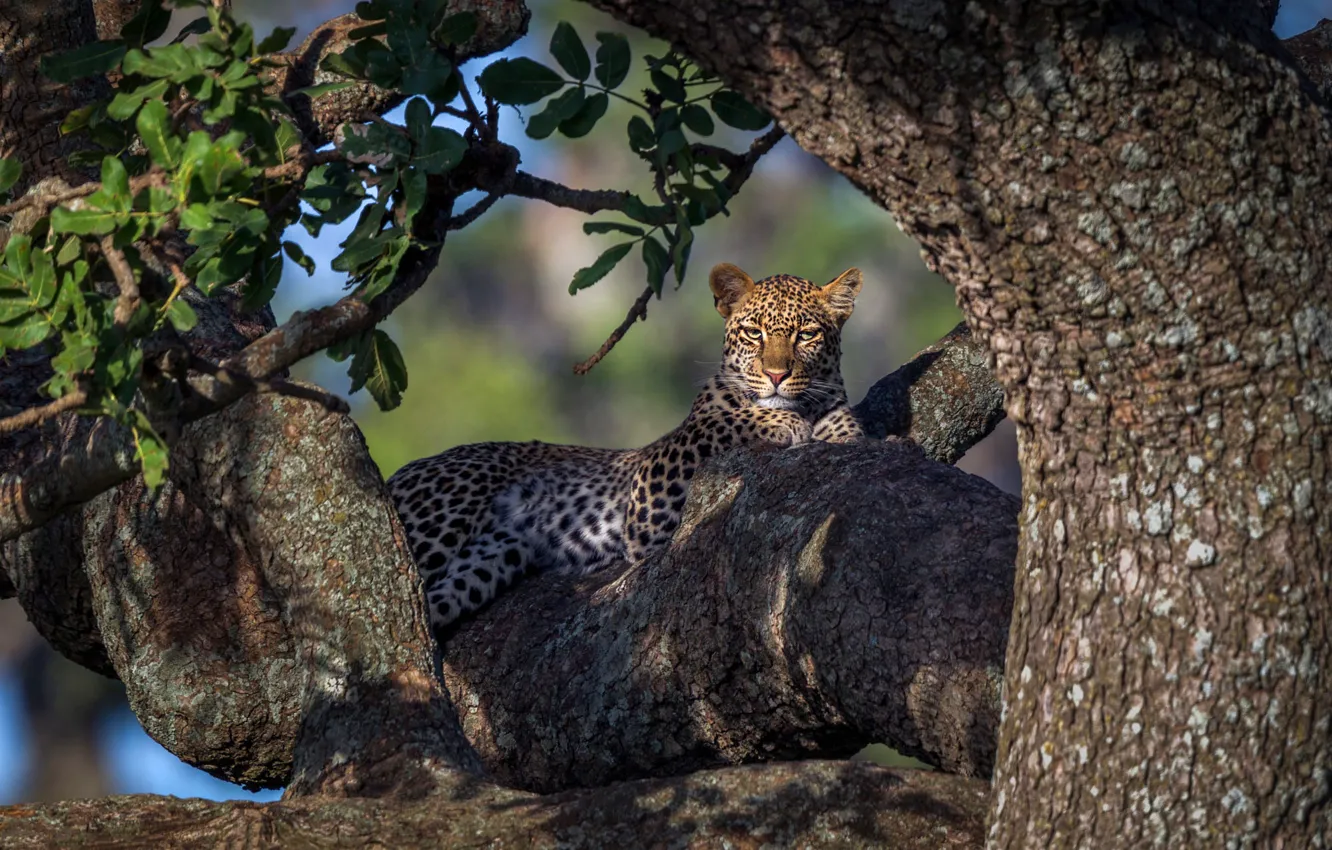Photo wallpaper light, trees, leopard