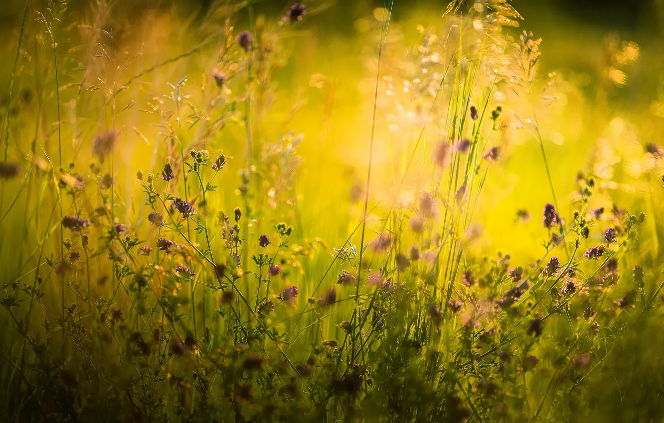 Photo wallpaper summer, grass, macro, nature