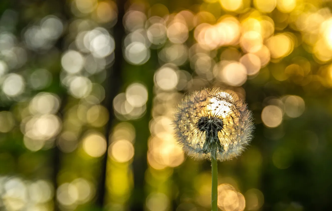 Photo wallpaper summer, nature, dandelion