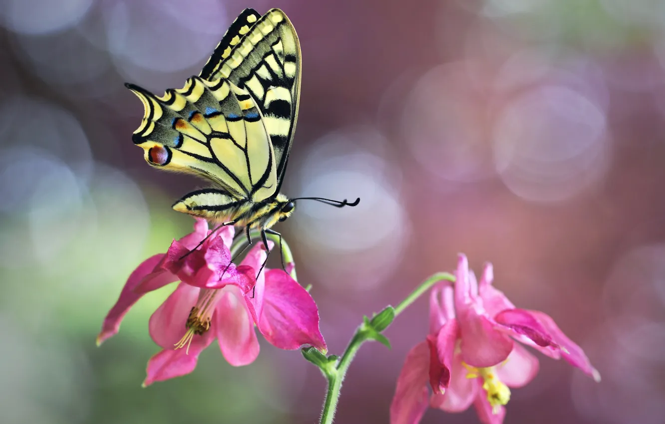 Photo wallpaper macro, flowers, nature, butterfly, bokeh, swallowtail, Aquilegia