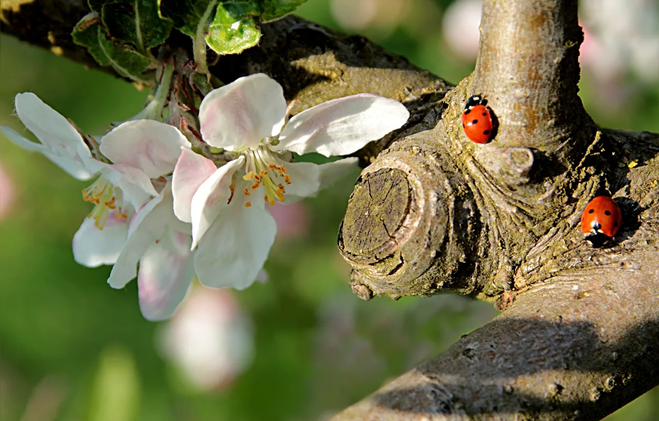 Photo wallpaper nature, branch, spring, bugs, Apple, flowering, flowers, ladybugs