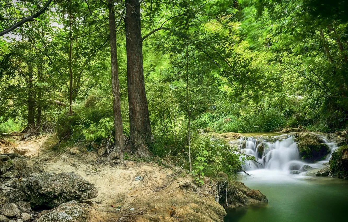 Photo wallpaper greens, summer, nature