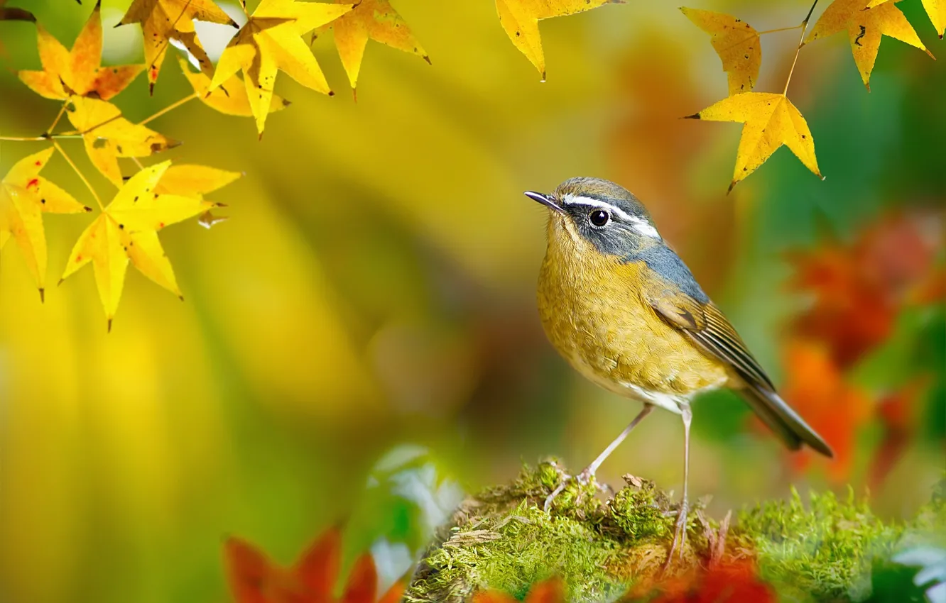 Photo wallpaper autumn, leaves, macro, branches, yellow, bird, moss, Taiwan
