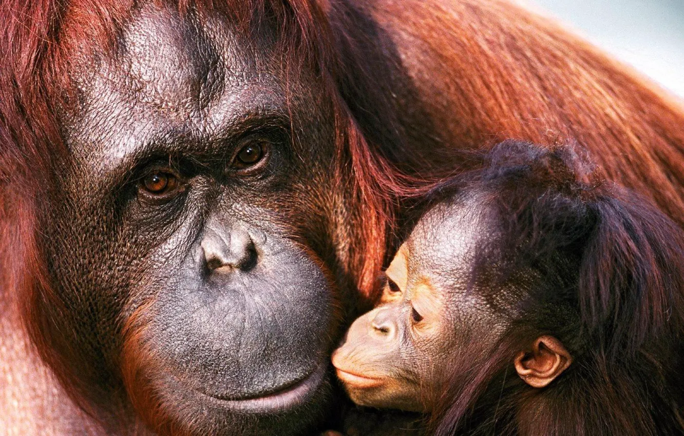 Photo wallpaper Orangutan, Female, Sumatra, Cub