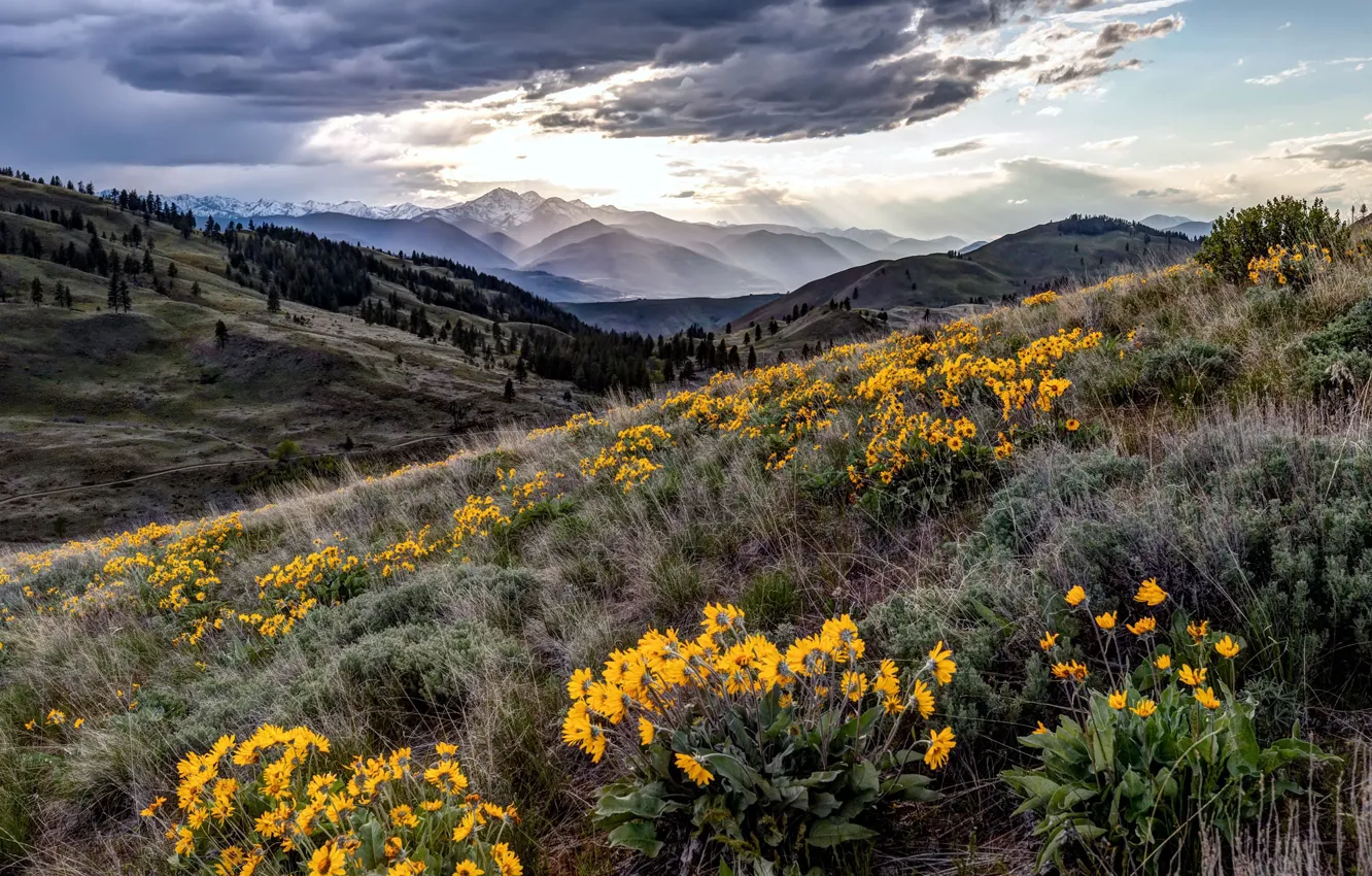 Photo wallpaper wildflowers, Winthrop, Twisp, Sun Mountain