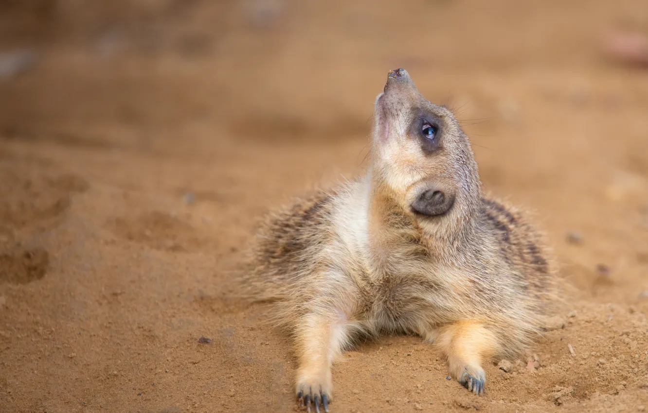 Photo wallpaper sand, look, pose, background, legs, meerkats, lies, face