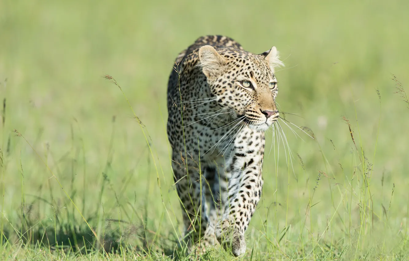 Photo wallpaper grass, predator, leopard