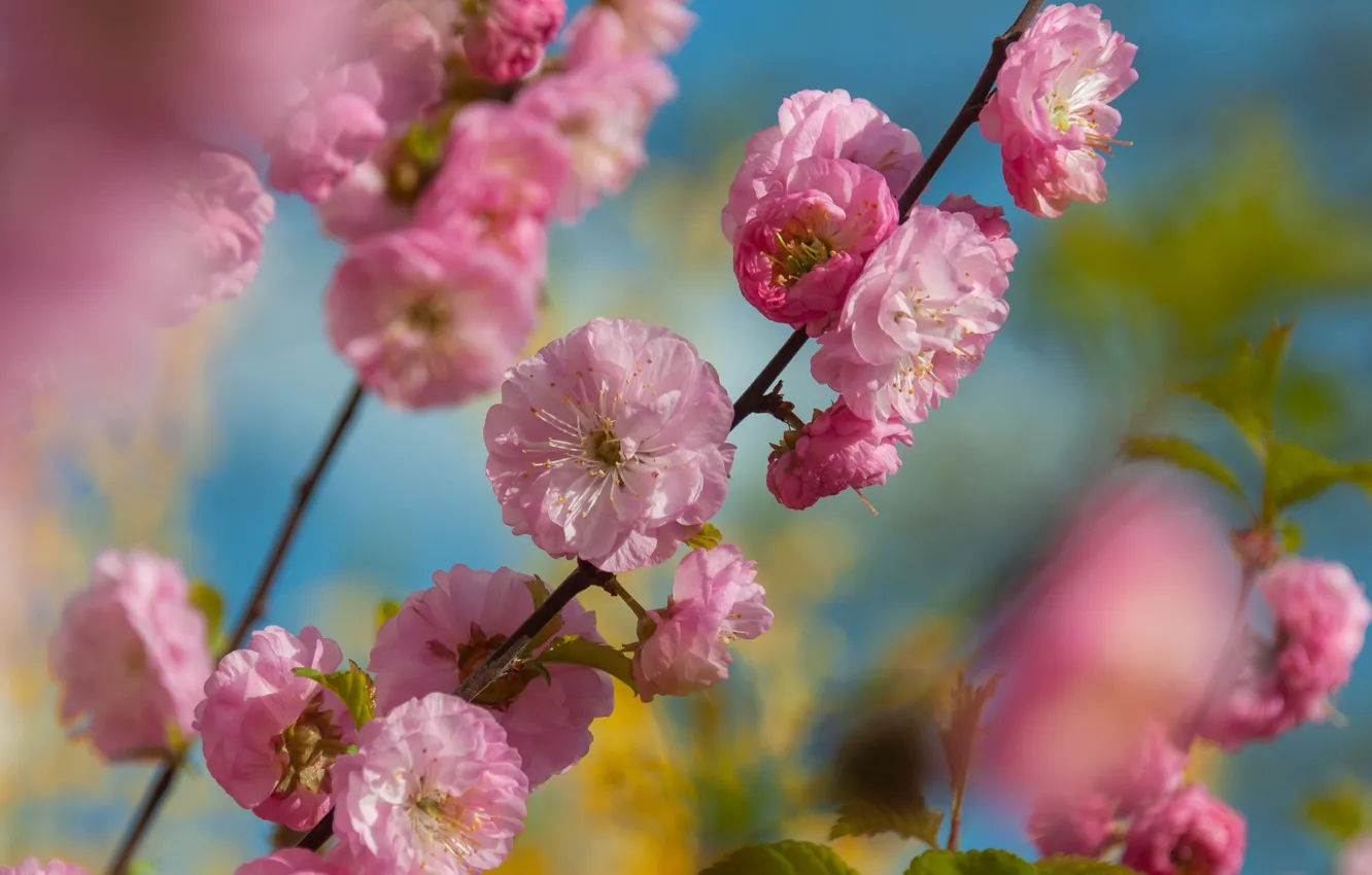 Photo wallpaper flowers, branches, blur, spring, Sakura, pink, flowering, flowering tree