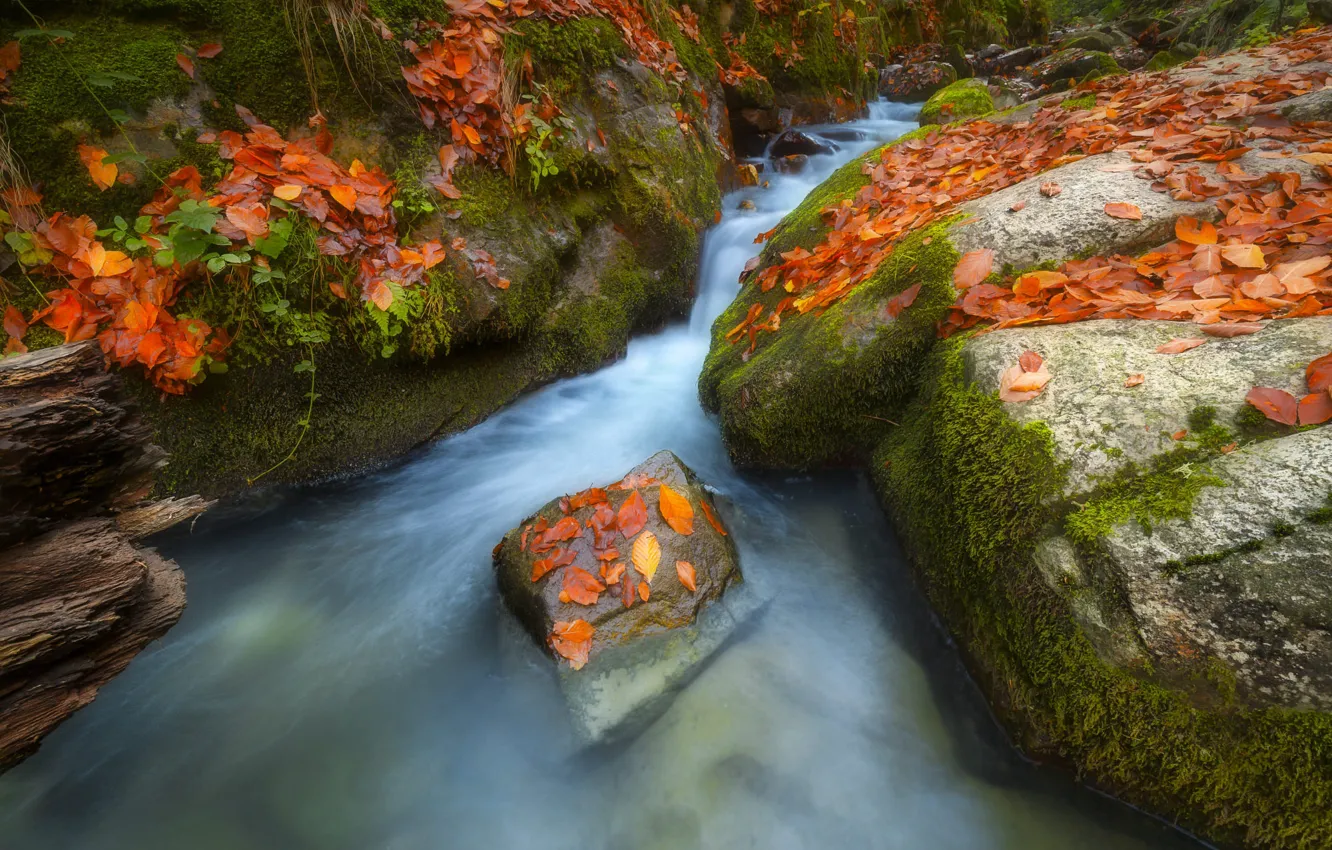 Photo wallpaper autumn, stream, stones, for, foliage, waterfall, moss, river
