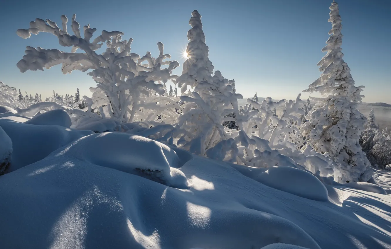 Photo wallpaper winter, frost, forest, the sky, the sun, light, snow, trees