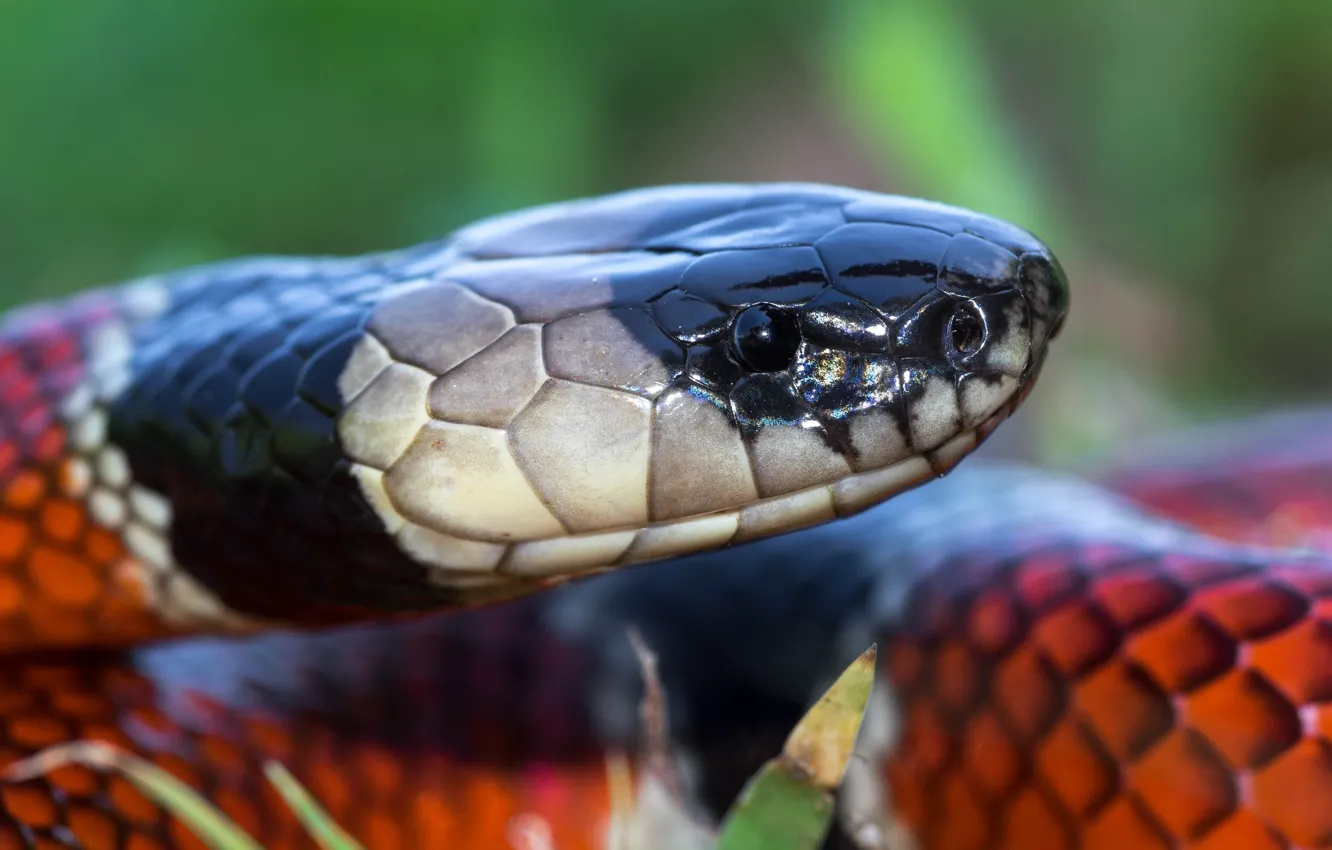 Photo wallpaper eyes, look, face, close-up, portrait, snake, fauna, bright