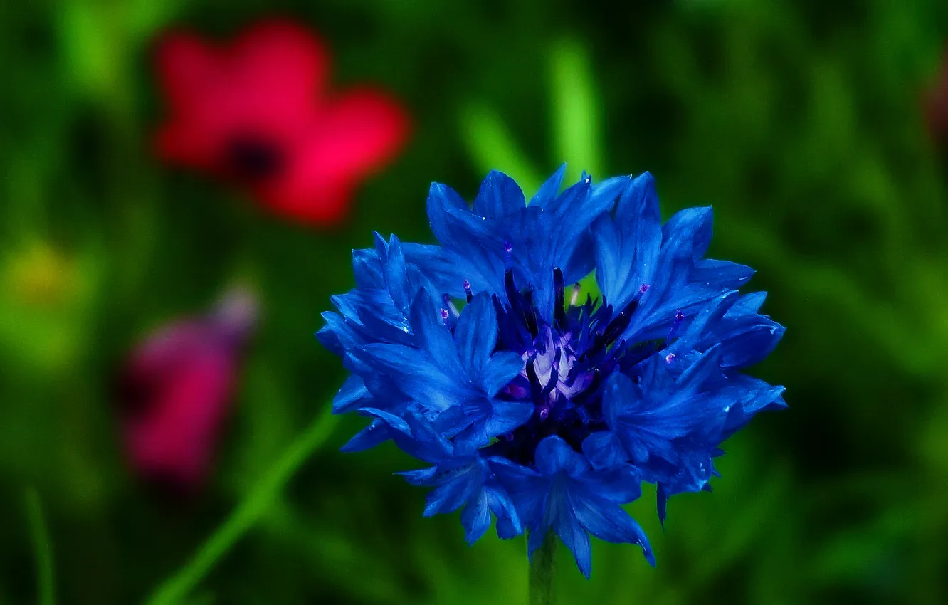 Photo wallpaper flower, blue, petals
