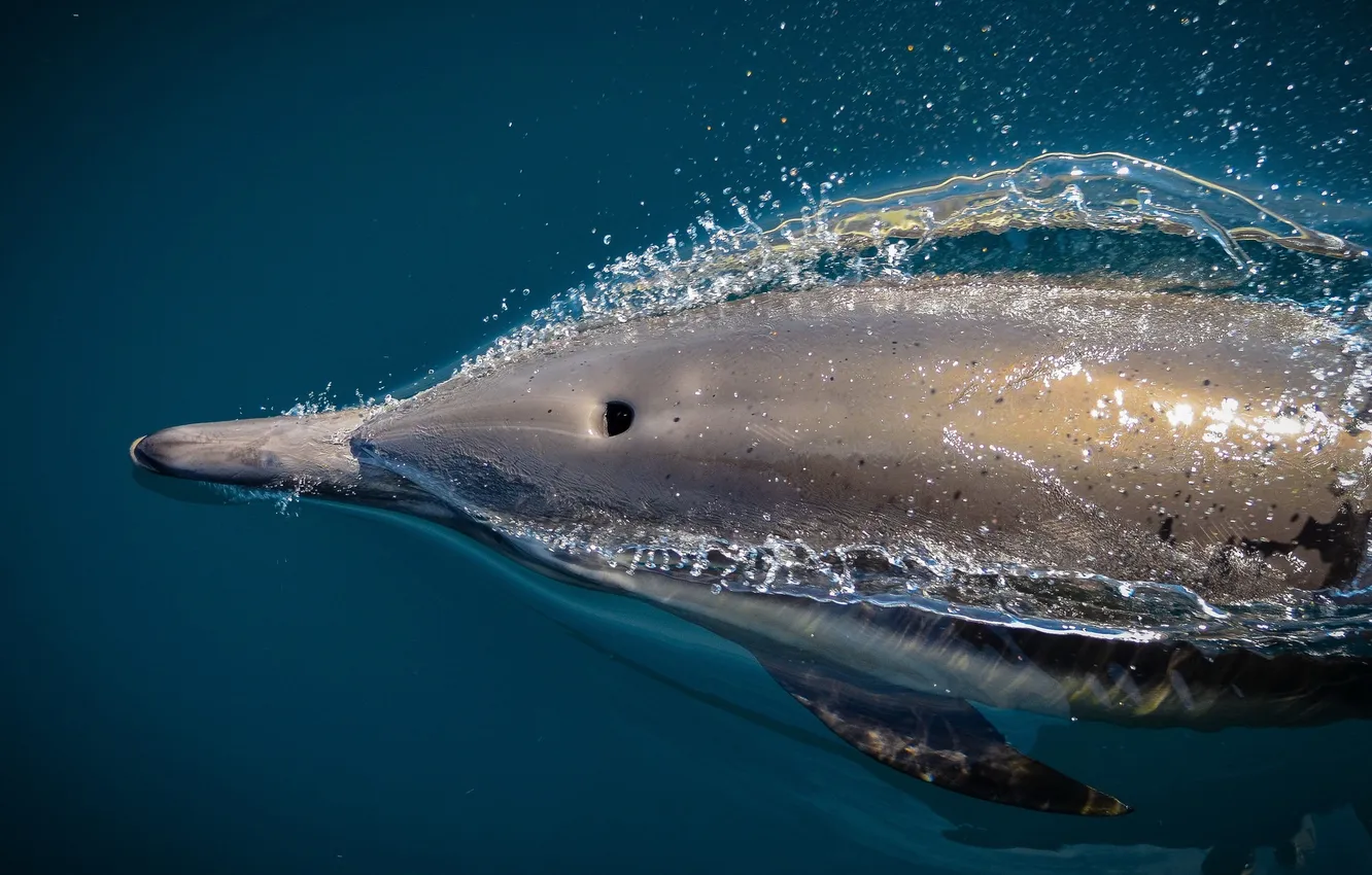 Photo wallpaper dolphin, wild, San Diego Whale Watch, Speedy