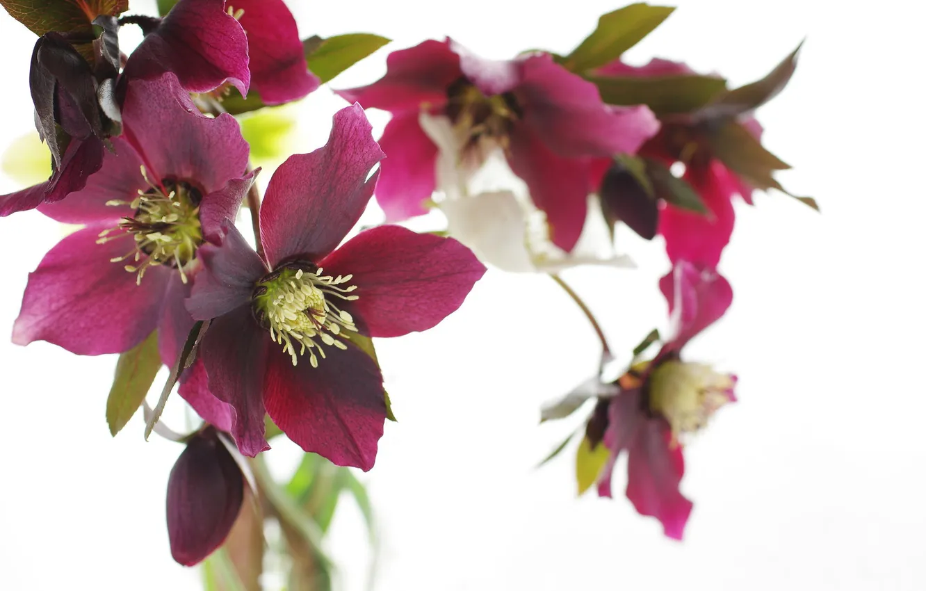 Photo wallpaper white, macro, flowers, background