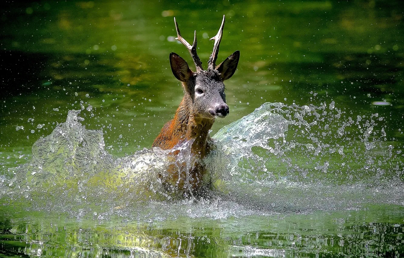 Photo wallpaper water, squirt, deer