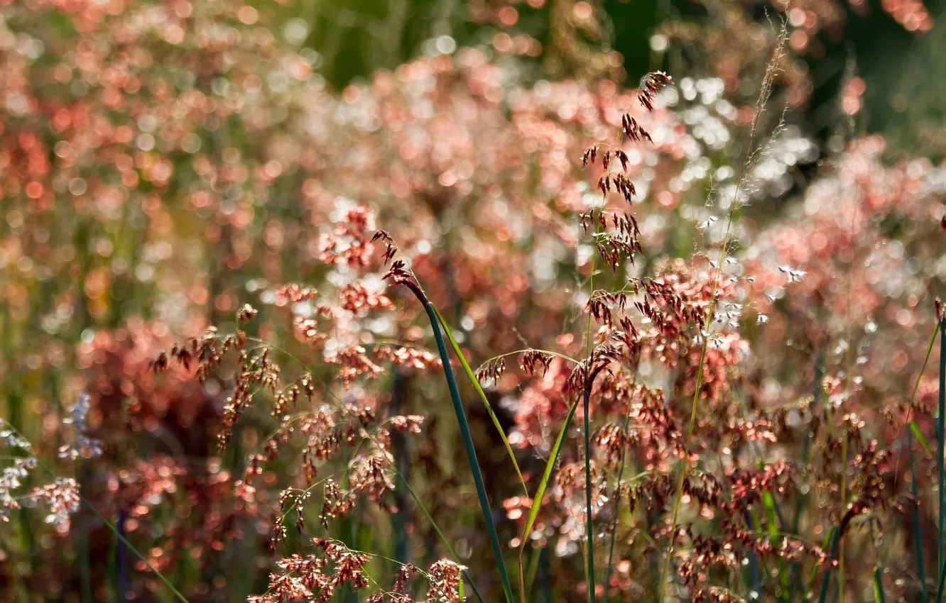 Photo wallpaper grass, nature, plant, bokeh