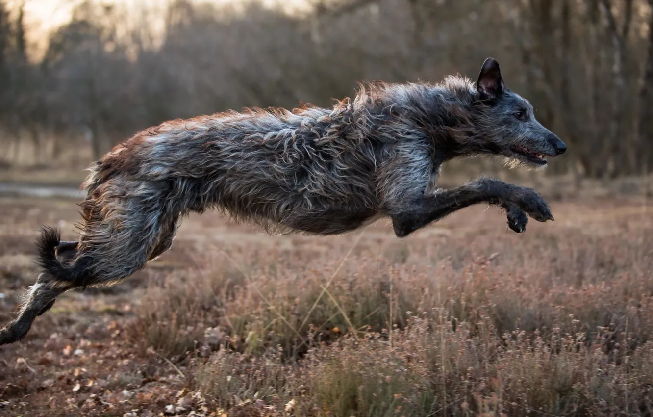 Photo wallpaper jump, dog, sighthound