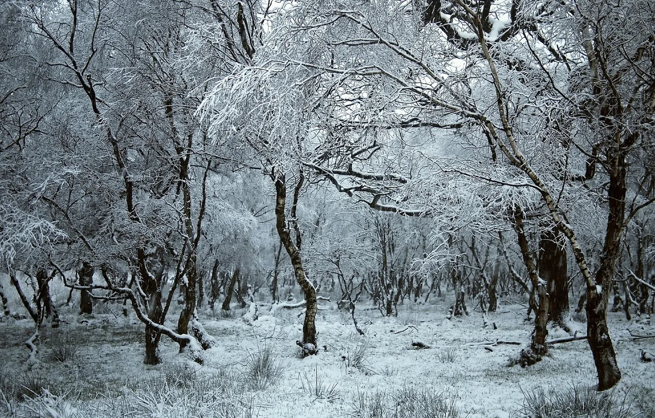 Photo wallpaper winter, forest, nature