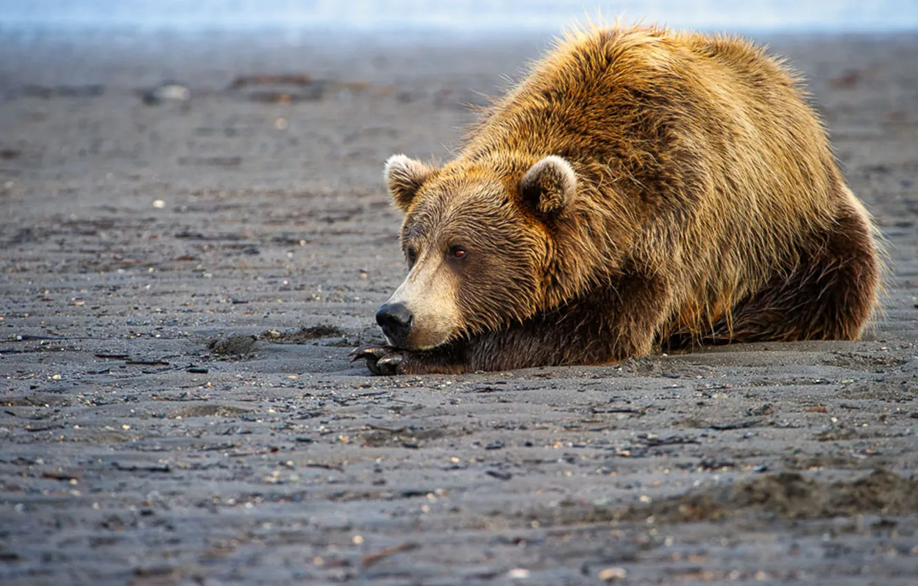 Photo wallpaper bear, predator, wild life