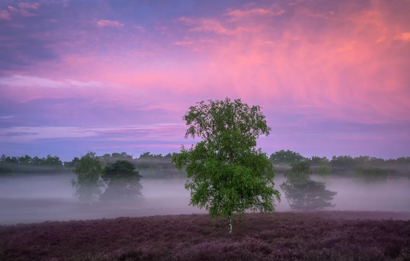 Photo wallpaper field, trees, fog, morning, birch