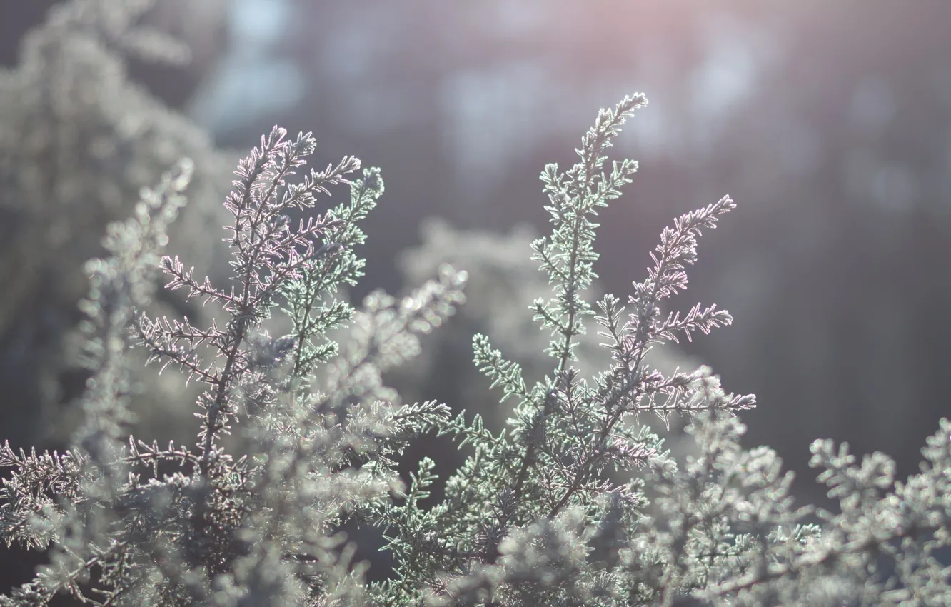 Photo wallpaper morning, sunlight, bush