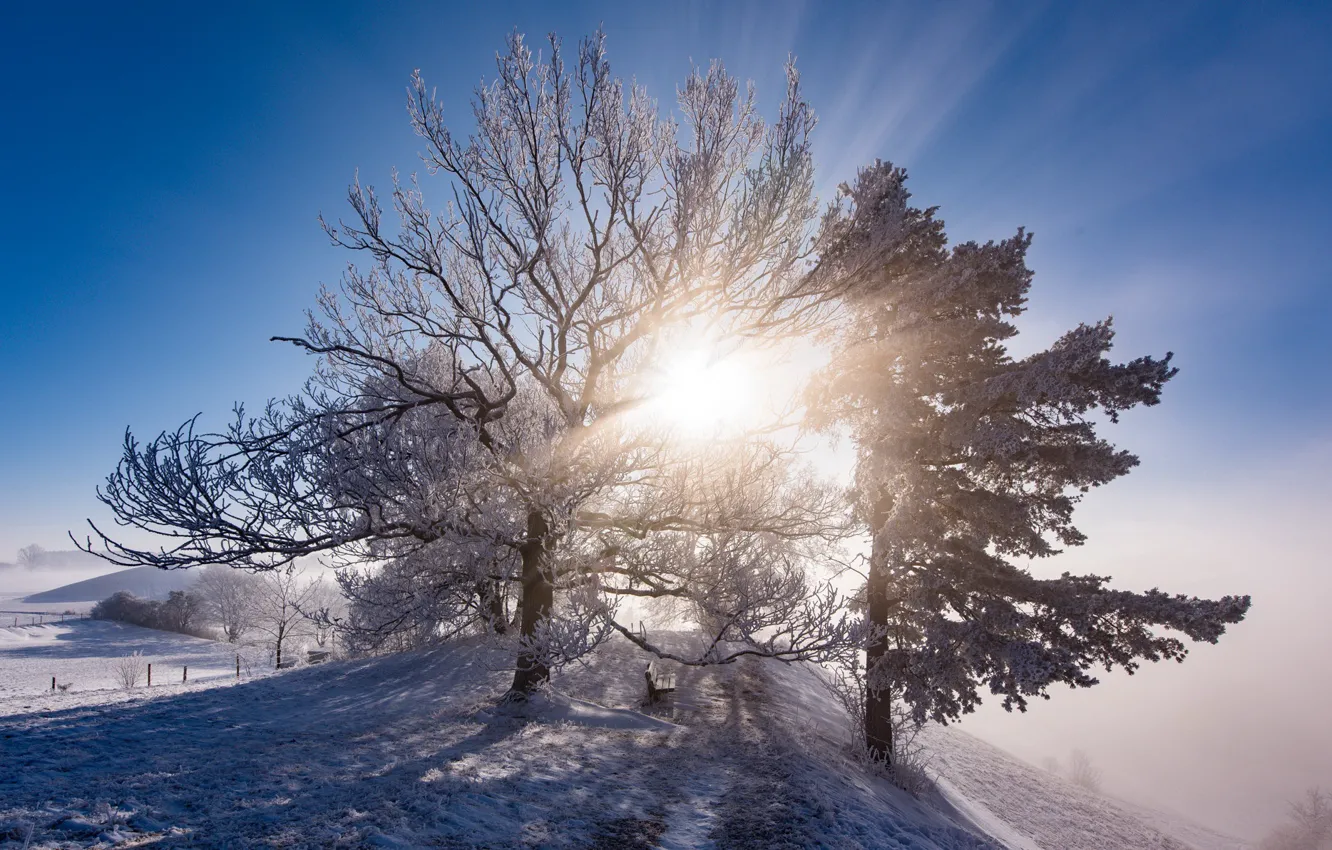 Photo wallpaper cold, winter, frost, light, trees, fog, morning, bench