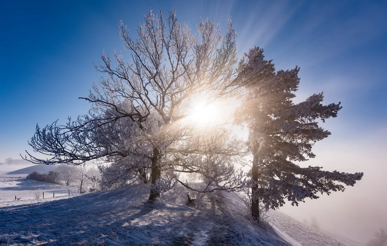 Photo wallpaper cold, winter, frost, light, fog, tree, morning, bench