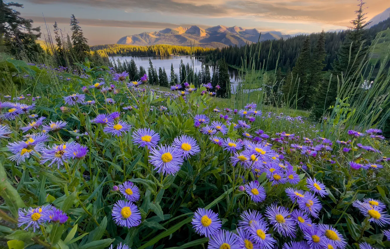 Photo wallpaper flowers, mountains, lake, asters