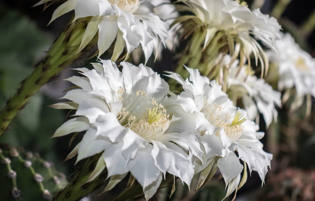 Photo wallpaper cactus, white, Zverok