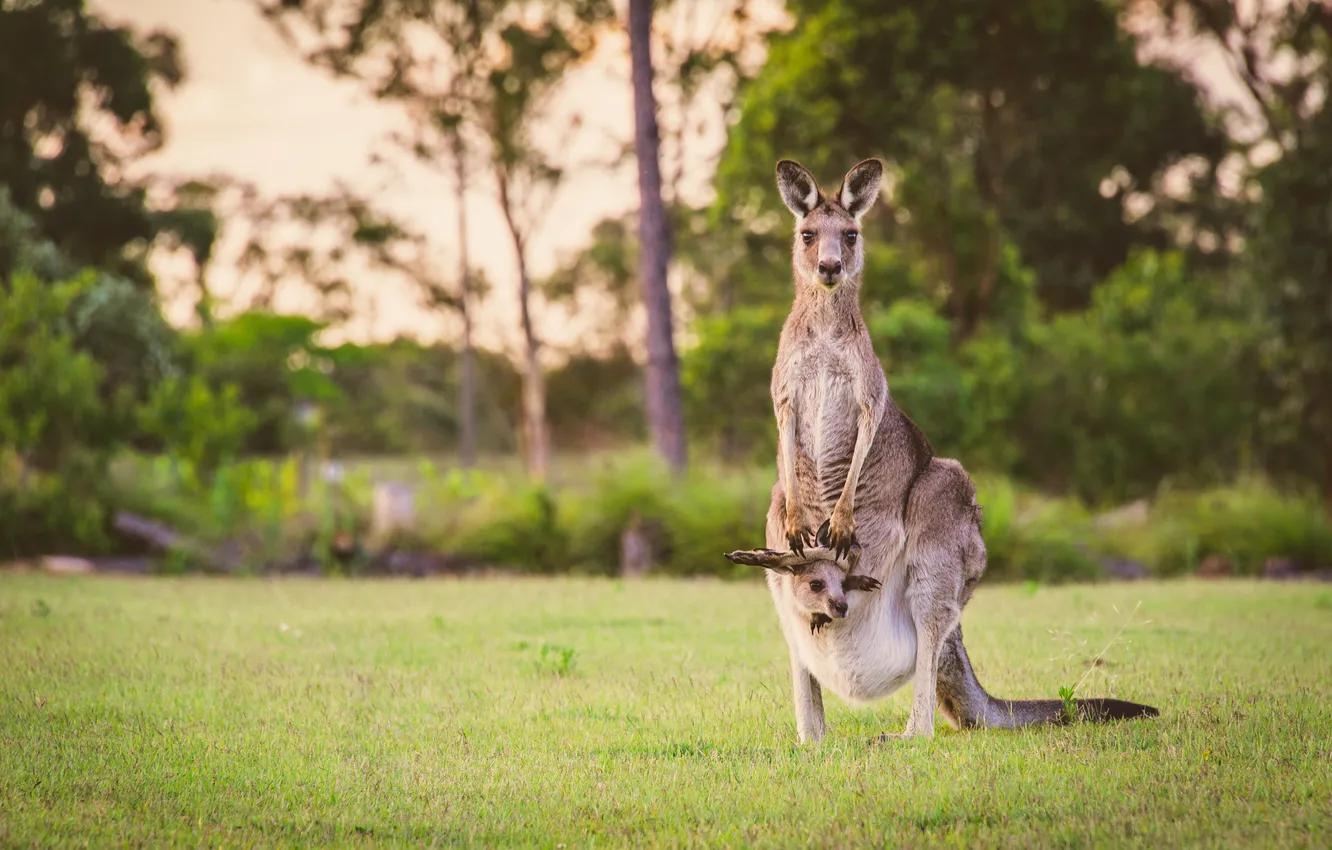 Photo wallpaper cub, kangaroo, mother, bag, kangaroo, glade