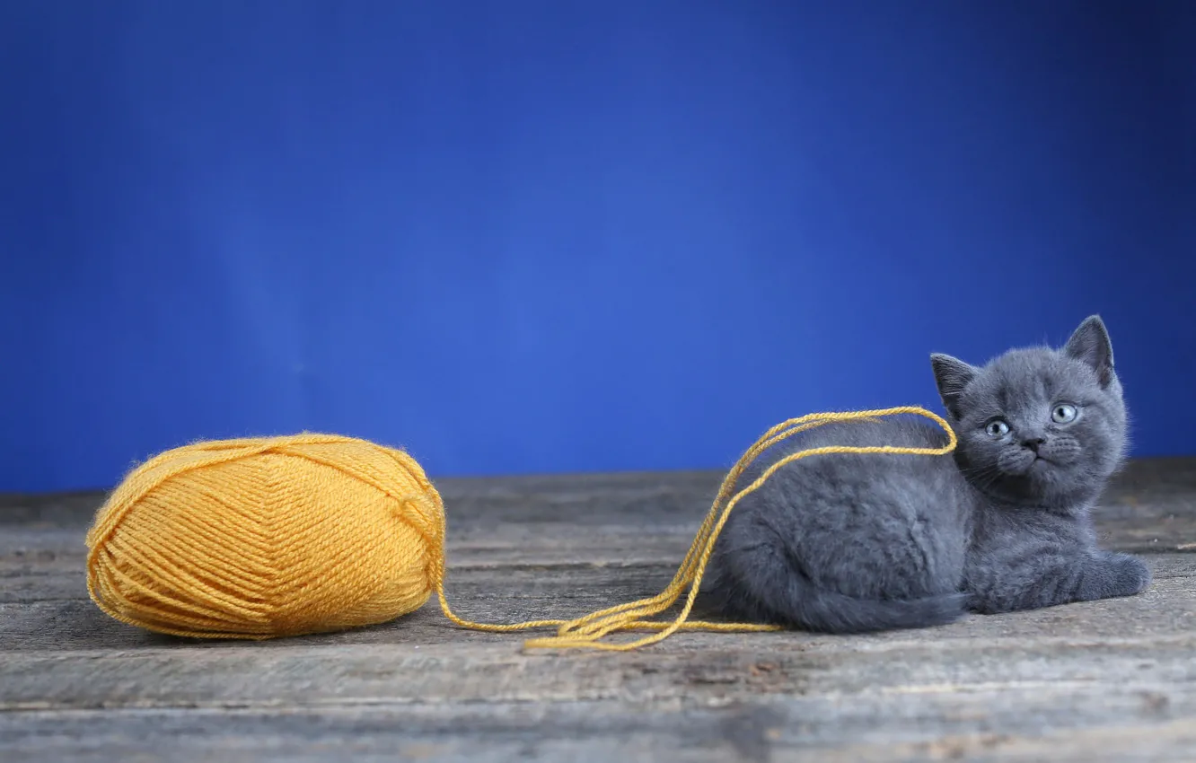 Photo wallpaper cat, tangle, grey, Board, wool, baby, lies, kitty