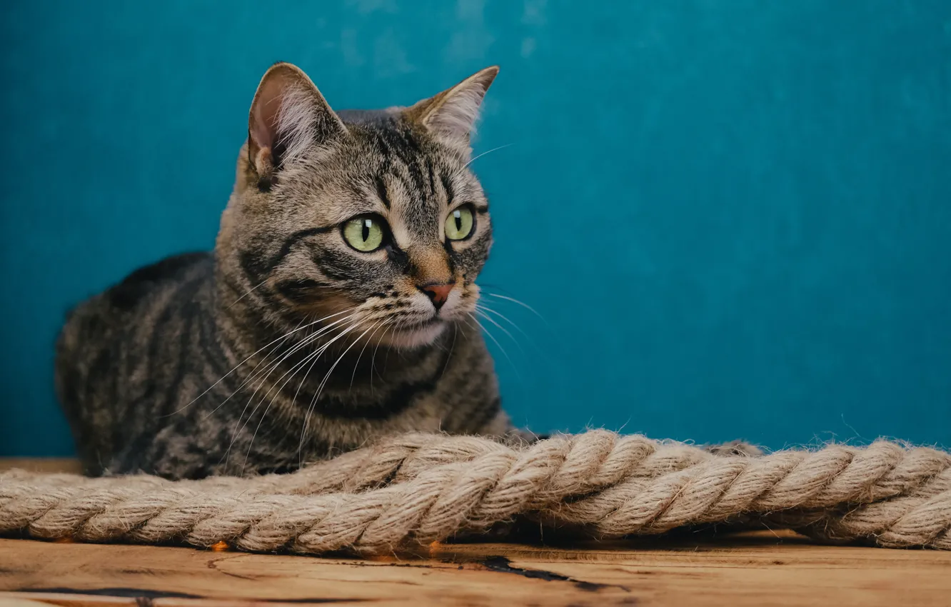 Photo wallpaper cat, cat, look, rope, face