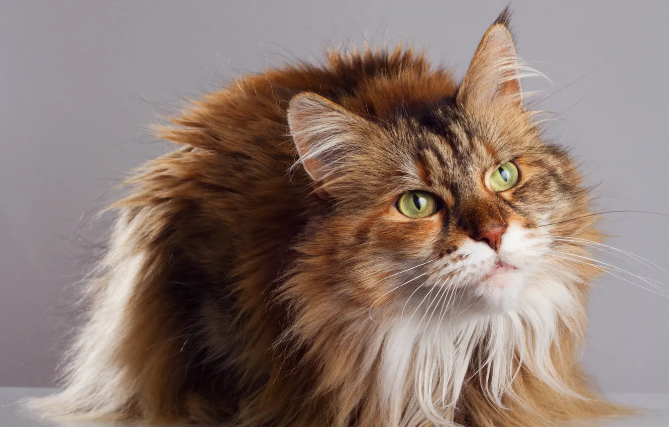 Photo wallpaper cat, cat, look, face, grey background, sitting, green eyes, Maine Coon