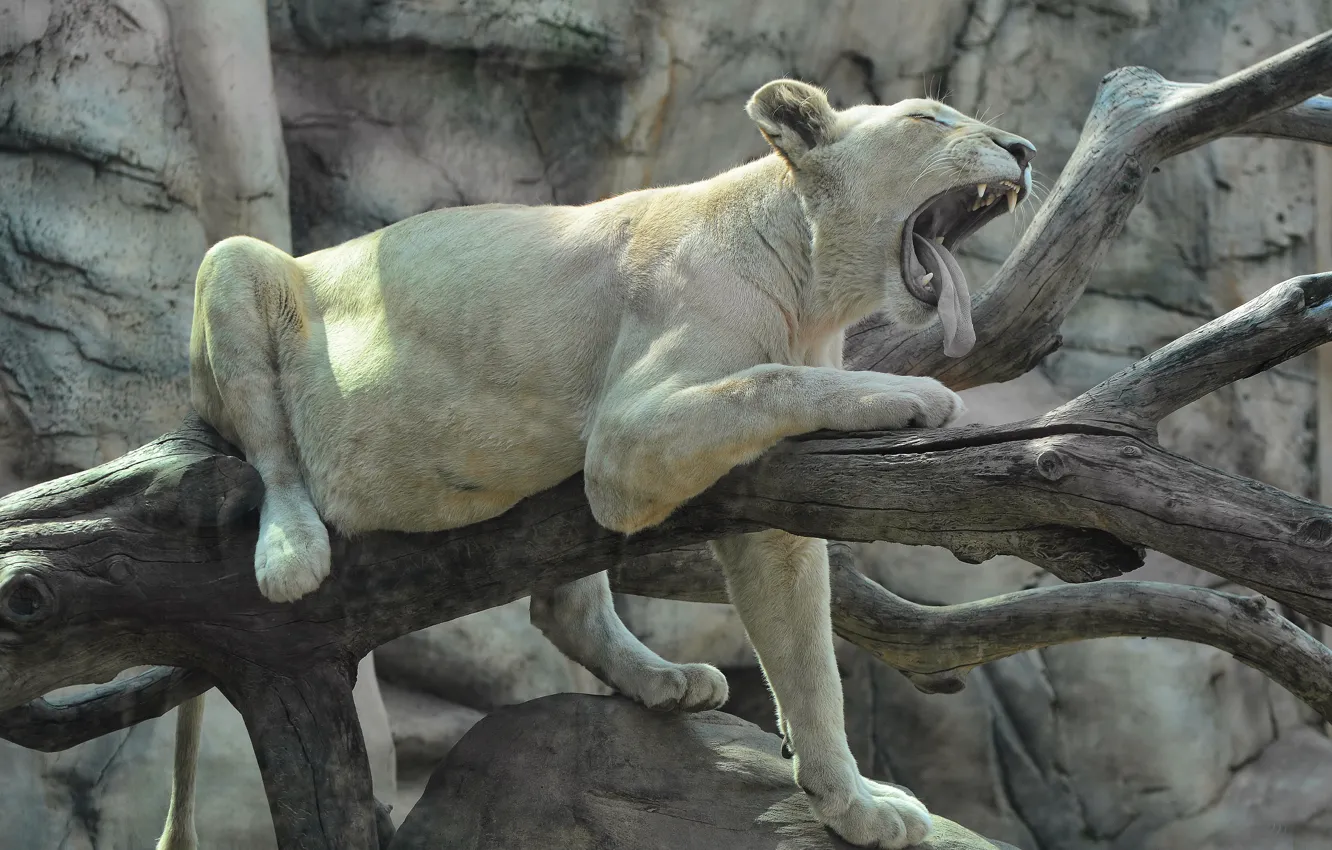 Photo wallpaper language, trees, Leo, growls