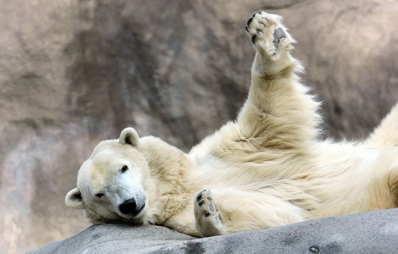 Photo wallpaper bear, polar bear, welcomes