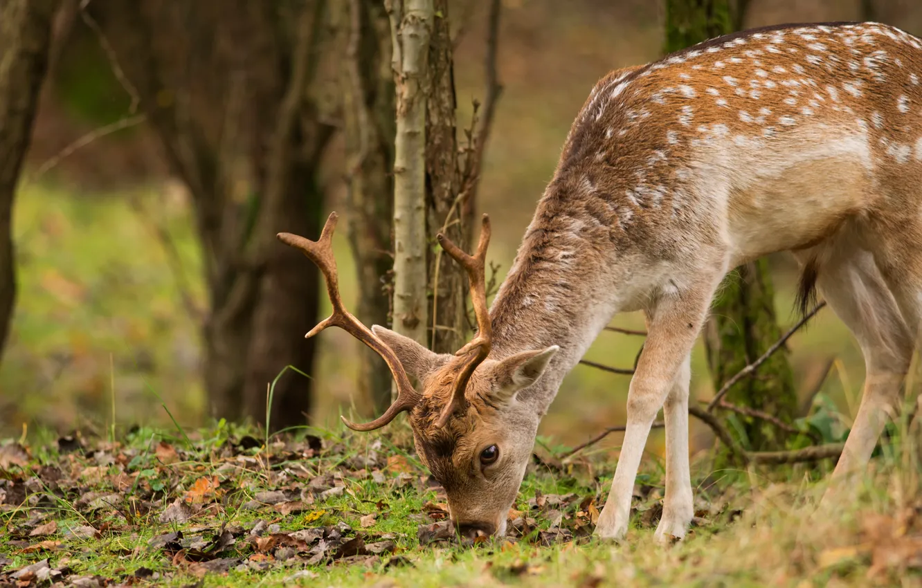 Photo wallpaper autumn, forest, look, leaves, trees, branches, deer, horns