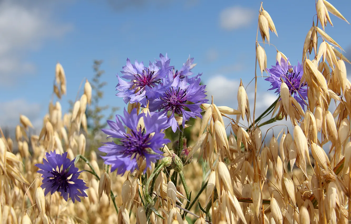 Photo wallpaper field, summer, the sky, cornflowers, oats