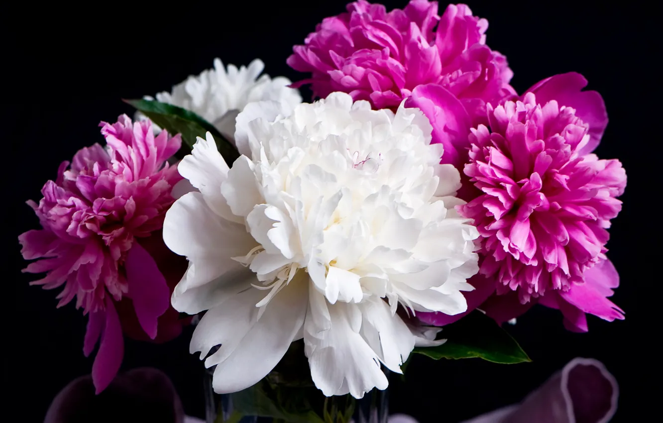 Photo wallpaper black background, black, flowering, peonies, peonies
