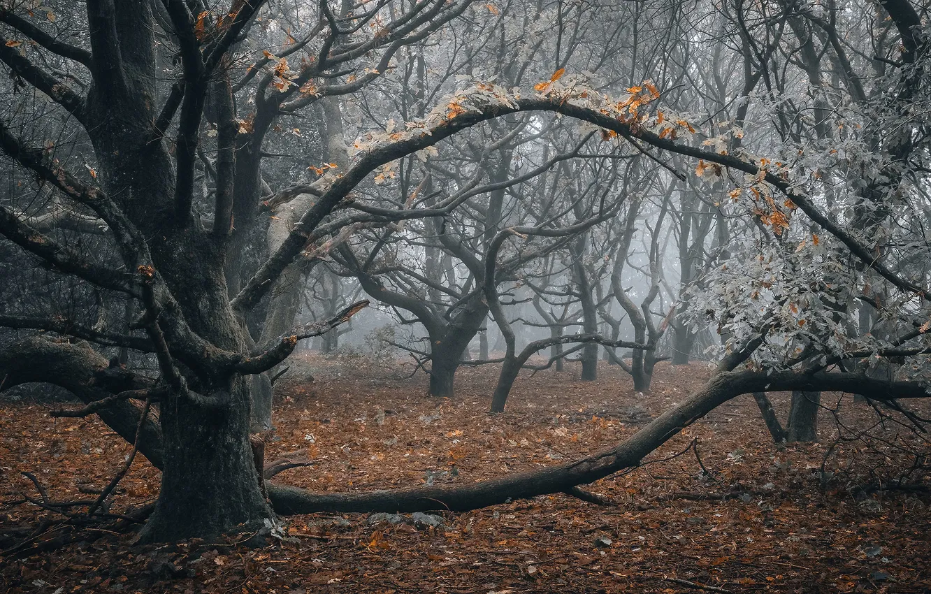 Photo wallpaper frost, autumn, trees, branches, nature