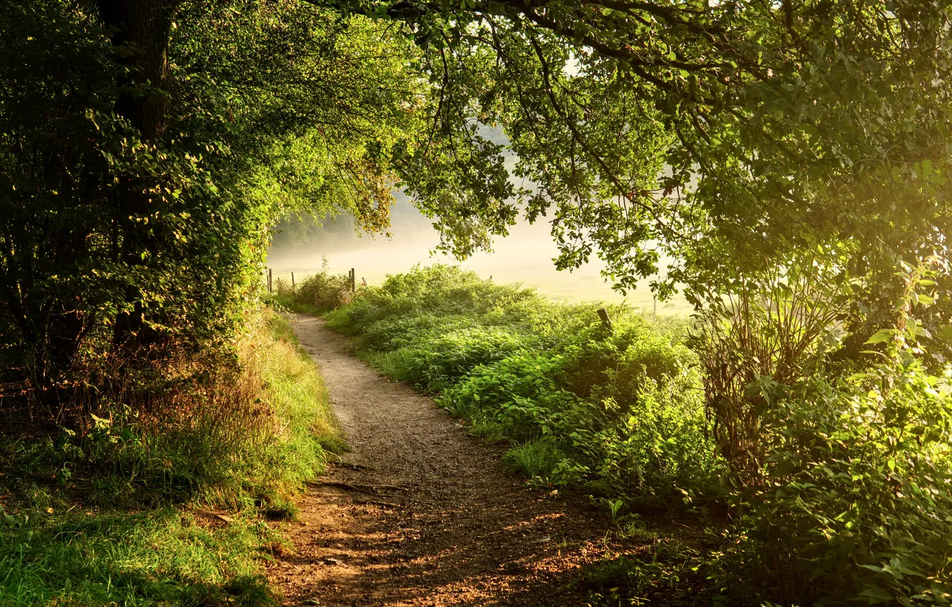 Photo wallpaper forest, trees, landscape, nature, fog, plant, forest, trees